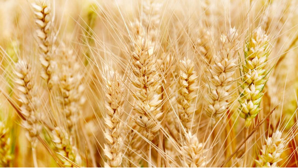全国已收冬小麦面积7500多万亩，进度过两成