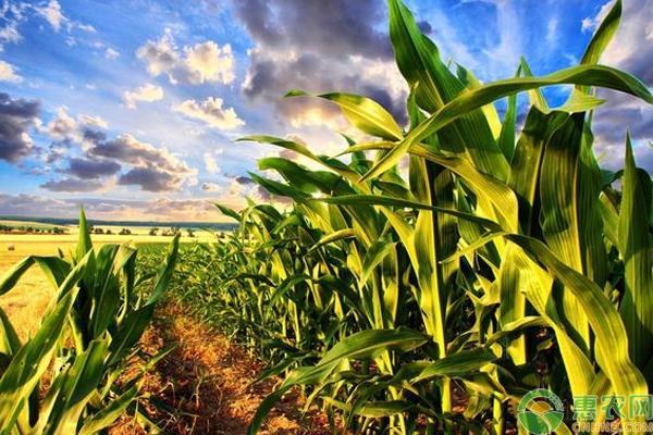 农业农村部：预计全年玉米面积增加超1000万亩