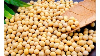 国产大豆价格获将大幅走高