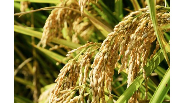 农业农村部部署水稻集中育秧工作