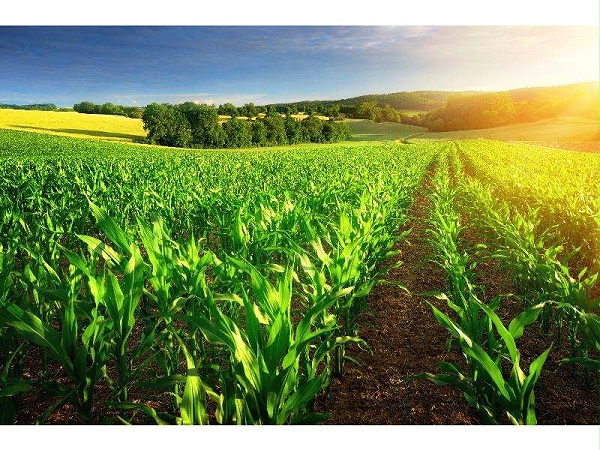 白马峰会：创新农业食品领域新场景应用