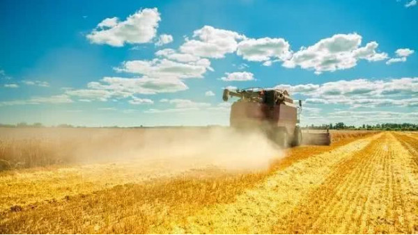 农业农村部：冬小麦长势复杂，夏粮丰收面临困难
