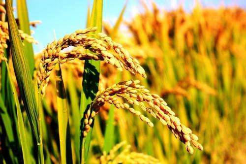 我国科学家解析水稻分子机制，水稻增产成为可能