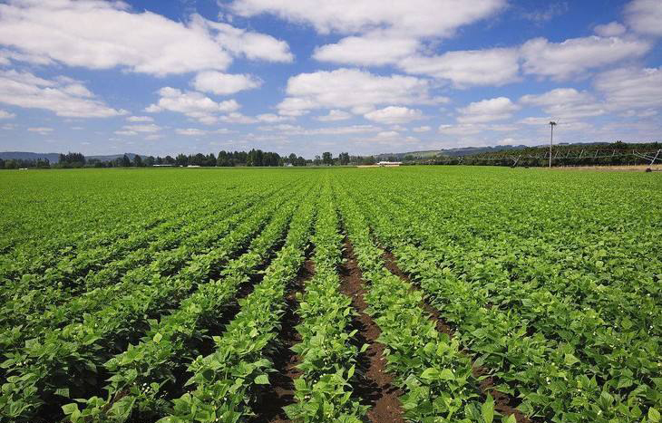 我国脱皮绿豆原料种植区域分布情况如何？