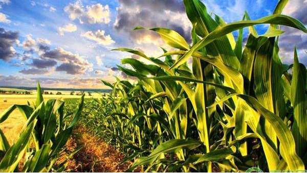 农业农村部：预计全年玉米面积增加超1000万亩