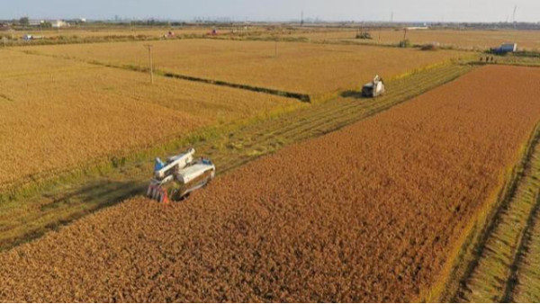 农业农村部：确保大豆种植面积达到1460万亩以上
