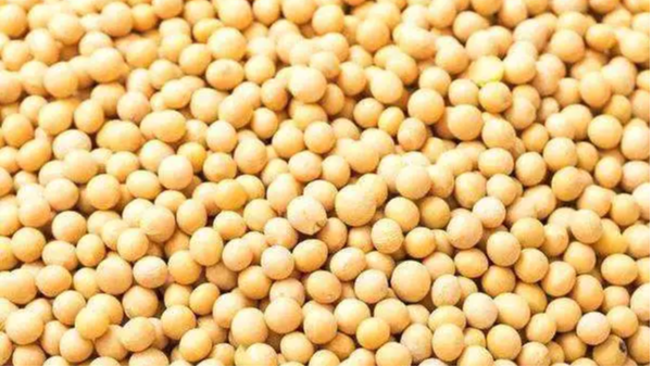 农业农村部召开大豆玉米带状复合种植示范推广座谈会