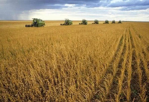 欧亚禁令解除，我国或将自俄罗斯等国进口大豆