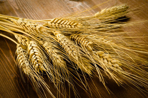 农业农村部：坚决遏制小麦条锈病危害