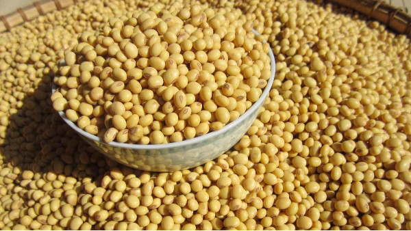 农业农村部考虑建设国家级大豆种子生产基地