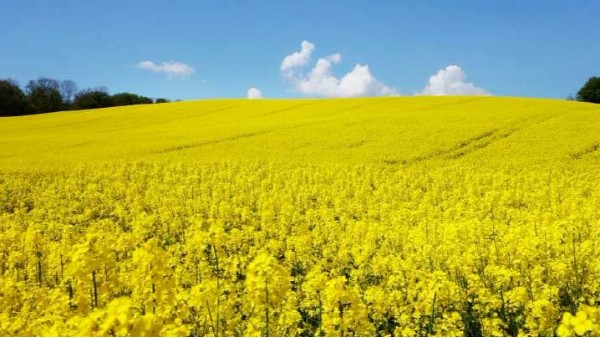 农业农村部：启动油菜高产竞赛活动