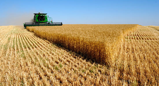 全国已收获小麦8000多万亩，确保夏粮丰收到位