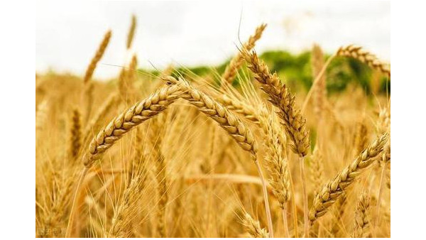 农业农村部：确保夏季粮食安全成熟